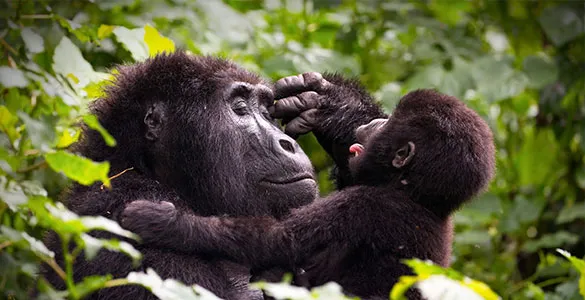 top--cruise-shore-excursions-worth-every-penny-cruise-mid-content-5